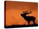 Silhouette of Red Deer Stag Calling at Sunset, Dyrehaven, Denmark-Edwin Giesbers-Premier Image Canvas