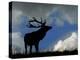 Silhouette of Red Deer Stag, Dyrehaven, Denmark-Edwin Giesbers-Premier Image Canvas