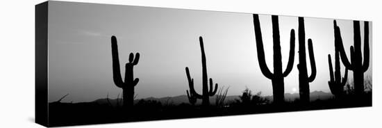 Silhouette of Saguaro Cacti (Carnegiea Gigantea) on a Landscape, Saguaro National Park, Tucson-null-Premier Image Canvas