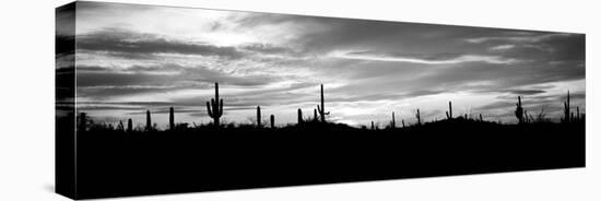 Silhouette of Saguaro Cacti (Carnegiea Gigantea) on a Landscape, Saguaro National Park, Tucson-null-Premier Image Canvas