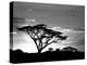 Silhouette of Trees in a Field, Ngorongoro Conservation Area, Arusha Region, Tanzania-null-Premier Image Canvas