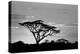 Silhouette of trees in a field, Ngorongoro Conservation Area, Arusha Region, Tanzania-null-Premier Image Canvas