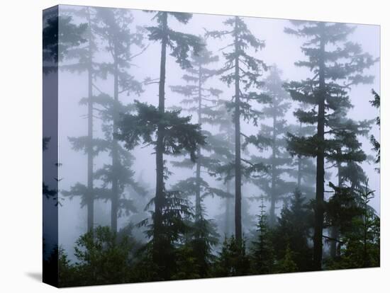 Silhouette of Trees with Fog in the Forest, Douglas Fir, Hemlock Tree, Olympic Mountains-null-Stretched Canvas