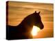 Silhouette of Wild Horse Mustang Pinto Mare at Sunrise, Mccullough Peaks, Wyoming, USA-Carol Walker-Premier Image Canvas