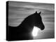 Silhouette of Wild Horse Mustang Pinto Mare at Sunrise, Mccullough Peaks, Wyoming, USA-Carol Walker-Premier Image Canvas