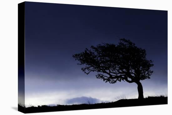 Silhouette of windswept hawthorn tree, Devon, UK-Ross Hoddinott-Premier Image Canvas