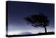 Silhouette of windswept hawthorn tree, Devon, UK-Ross Hoddinott-Premier Image Canvas