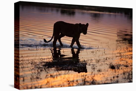 Silhouette Portrait of a Lioness Crossing Through the Water of the Savuti Channel in Botswana-Karine Aigner-Premier Image Canvas