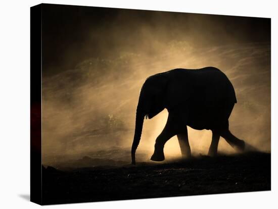 SILHOUETTE-Jaco Marx-Premier Image Canvas