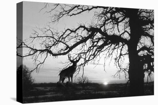 Silhouette-Gordon Semmens-Premier Image Canvas