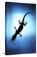 Silhouetted Gecko-Robbie Shone-Premier Image Canvas