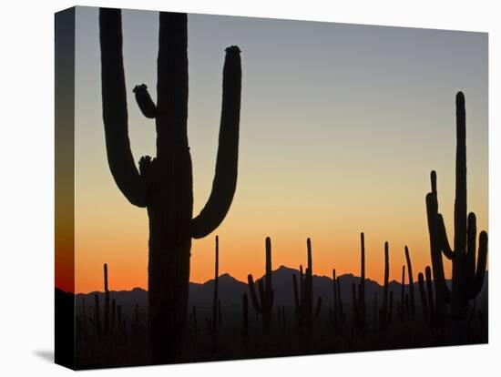 Silhouetted Saguaro Cactus at Sunset in Saguaro Np, Arizona, USA-Philippe Clement-Premier Image Canvas