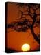 Silhouetted Tree Branches, Kalahari Desert, Kgalagadi Transfrontier Park, South Africa-Paul Souders-Premier Image Canvas