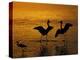 Silhouettes of Reddish Egrets Conduct Mating Dance in Gold-Colored Water-Arthur Morris-Premier Image Canvas
