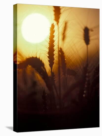 Silhouettes of Wheat Plants at Sunset-Janis Miglavs-Premier Image Canvas