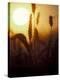 Silhouettes of Wheat Plants at Sunset-Janis Miglavs-Premier Image Canvas