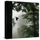 Sillhouette of Black Woodpecker {Dryocopus Martius} Flying from Nest, Vosges Mountains, Lorraine-Poinsignon and Hackel-Premier Image Canvas