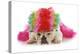 Silly Dog - English Bulldog Dressed Up Like A Clown On White Background-Willee Cole-Premier Image Canvas