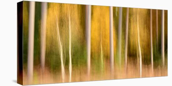Silver birch and conifers, The New Forest, Hampshire, UK-Ross Hoddinott-Premier Image Canvas