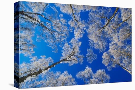 silver birch trees coated in hoar frost in winter, uk-mark hamblin-Premier Image Canvas