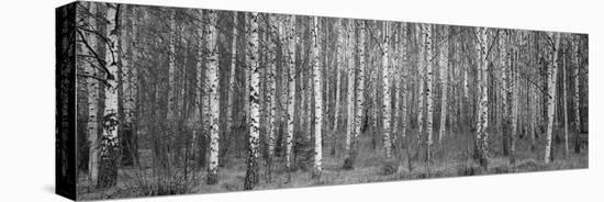 Silver birch trees in a forest, Narke, Sweden-Panoramic Images-Premier Image Canvas