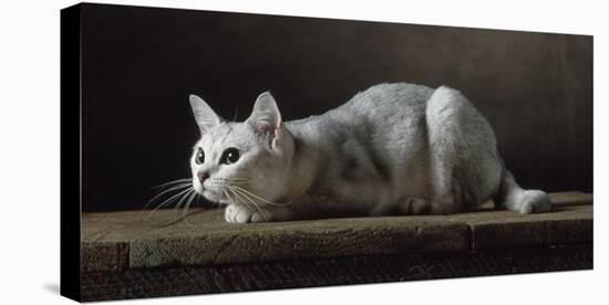 Silver Burmilla Cat-Yann Arthus-Bertrand-Stretched Canvas