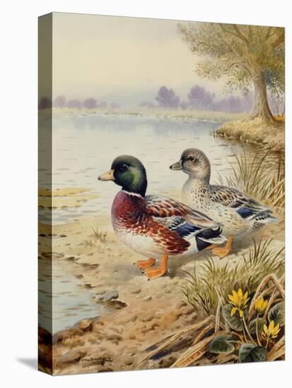 Silver Call Ducks-Carl Donner-Premier Image Canvas