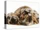 Silver Dapple Miniature Dachshund Puppies Cuddled up with Tortoiseshell Dwarf Lop Doe Rabbit-Jane Burton-Premier Image Canvas