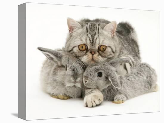 Silver Exotic Cat Cuddling up with Two Baby Silver Rabbits-Jane Burton-Premier Image Canvas