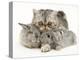 Silver Exotic Cat Cuddling up with Two Baby Silver Rabbits-Jane Burton-Premier Image Canvas