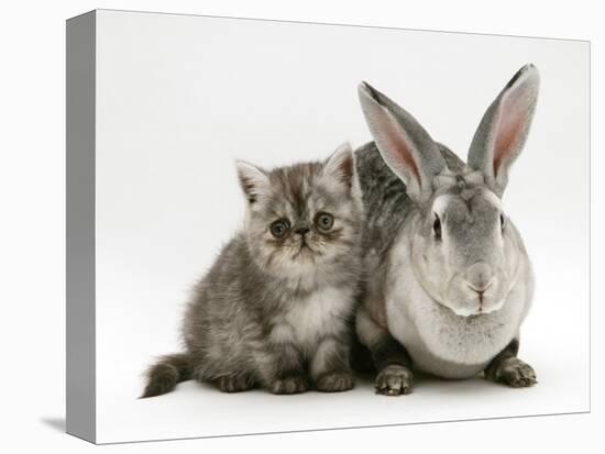 Silver Exotic Kitten, 9-Week with Silver Rex Doe Rabbit-Jane Burton-Premier Image Canvas