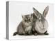 Silver Exotic Kitten, 9-Week with Silver Rex Doe Rabbit-Jane Burton-Premier Image Canvas