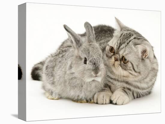 Silver Exotic Kitten Looking Inquisitively at Silver Baby Rabbit-Jane Burton-Premier Image Canvas