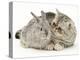 Silver Exotic Kitten Looking Inquisitively at Silver Baby Rabbit-Jane Burton-Premier Image Canvas