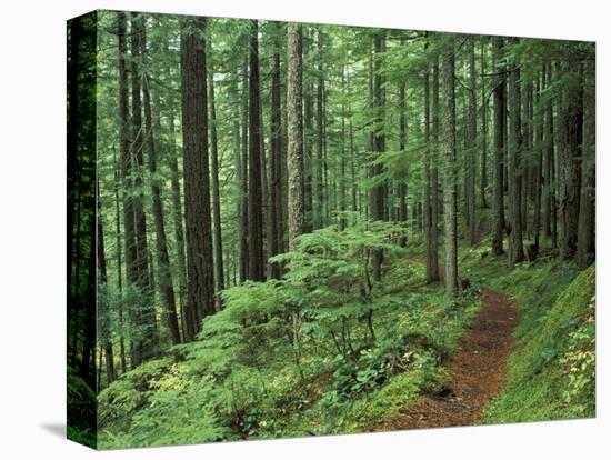 Silver Falls Trail, Mt. Rainier National Park, Washington, USA-Jamie & Judy Wild-Premier Image Canvas