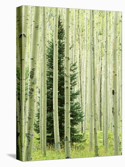 Silver FIr in Aspen Grove, White River National Forest, Colorado, USA-Charles Gurche-Premier Image Canvas