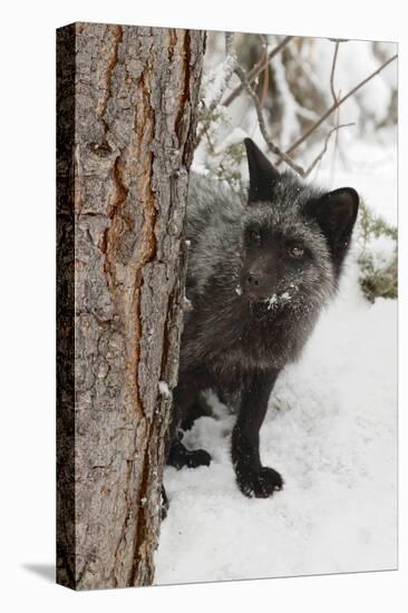 Silver Fox a melanistic form of the red fox. Montana-Adam Jones-Premier Image Canvas