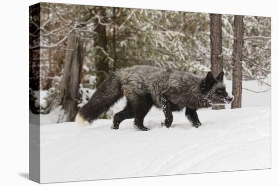 Silver Fox in winter, Montana-Adam Jones-Premier Image Canvas