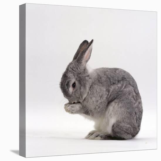 Silver Fox Male Rabbit, Licking Front Paws, Face Washing-Jane Burton-Premier Image Canvas