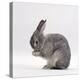 Silver Fox Male Rabbit, Licking Front Paws, Face Washing-Jane Burton-Premier Image Canvas