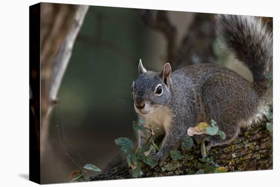 Silver - Gray Squirrel-wollertz-Premier Image Canvas