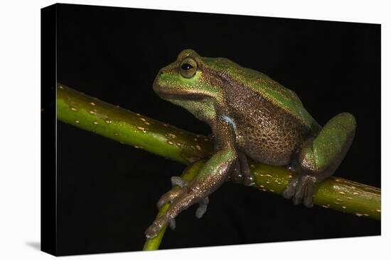 Silver Marsupial Frog Base of Chimborazo Volcano, Andes, Ecuador-Pete Oxford-Premier Image Canvas