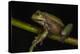 Silver Marsupial Frog Base of Chimborazo Volcano, Andes, Ecuador-Pete Oxford-Premier Image Canvas