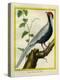 Silver Pheasant-Georges-Louis Buffon-Premier Image Canvas