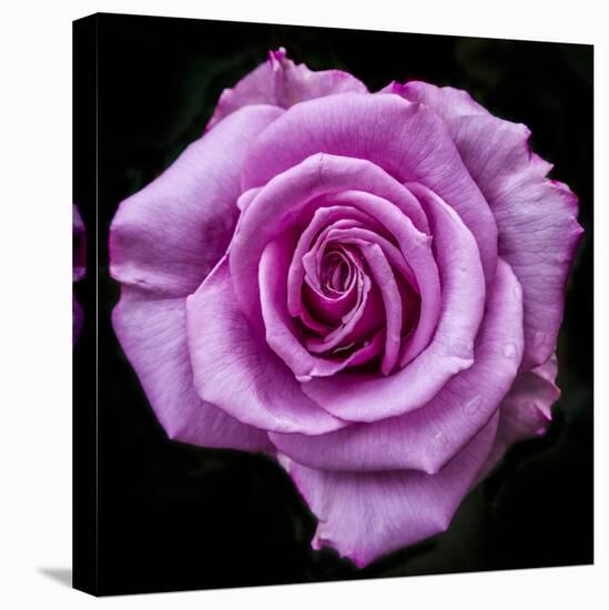 Silver Star Grandiflora Rose at Brookside Gardens, Maryland, USA-Christopher Reed-Premier Image Canvas