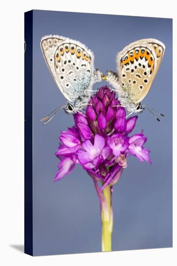 Silver-Studded Blue Butterfly (Plebejus Argus) Pair Mating-Ross Hoddinott-Premier Image Canvas
