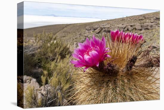 Silver torch (Cleistocactus strausii), flowering near the salt flats in Salar de Uyuni, Bolivia-Michael Nolan-Premier Image Canvas