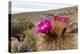 Silver torch (Cleistocactus strausii), flowering near the salt flats in Salar de Uyuni, Bolivia-Michael Nolan-Premier Image Canvas