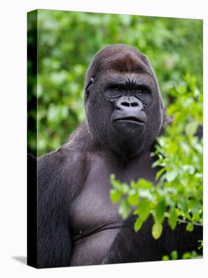 Silverback Lowland Gorilla-Adam Jones-Premier Image Canvas