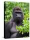 Silverback Lowland Gorilla-Adam Jones-Premier Image Canvas